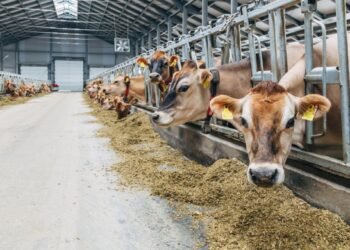 ¿Quién fue el exitoso emprendedor y visionario que transformó la industria ganadera?