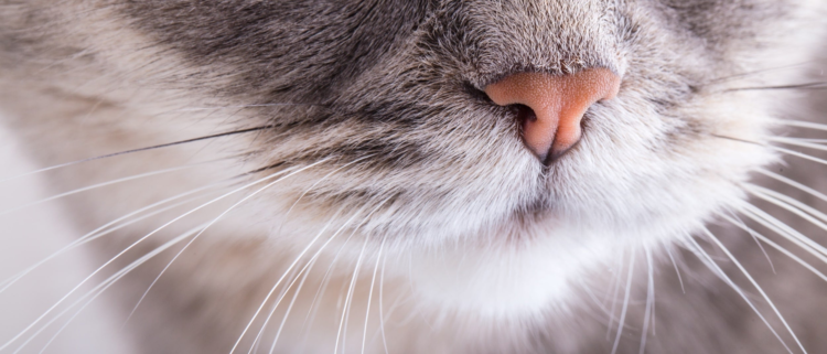 Descubre la sorprendente función de los bigotes en el cuerpo de los gatos