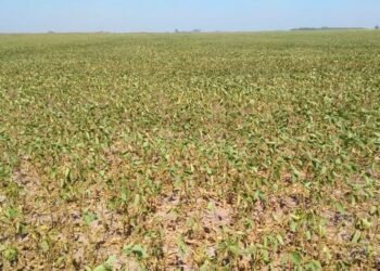 La soja en Santiago del Estero registra una pérdida del 30% debido a la falta de lluvias y temperaturas superiores a 40°