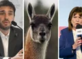 El trasfondo de la controversial declaración de Patricia Bullrich sobre los guanacos en el conflicto con Chubut