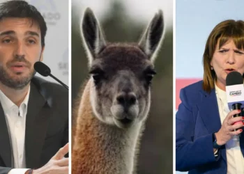 El trasfondo de la controversial declaración de Patricia Bullrich sobre los guanacos en el conflicto con Chubut