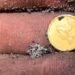 Arqueólogo ruso encuentra histórica moneda de oro en Florida utilizando detector de metales