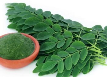 Descubre la moringa: la planta desconocida que combate el envejecimiento prematuro.