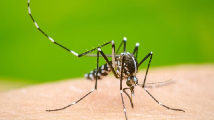 Síntomas del dengue: ¿Cómo identificarlos en adultos y niños?