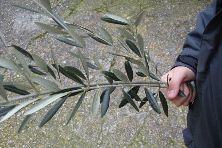 El significado del ramo de olivo en Semana Santa revelado
