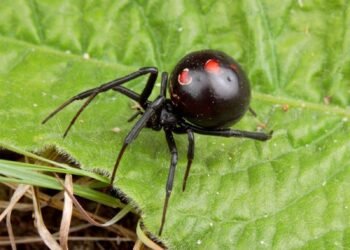 El regreso de las arañas más venenosas del mundo a Texas y Arizona.