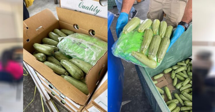 Descubren intento histórico de contrabando en la frontera de California oculto en zucchinis.