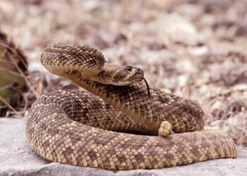 Descubre cómo ahuyentar a las serpientes en Texas durante la temporada con repelentes caseros utilizando ingredientes de cocina