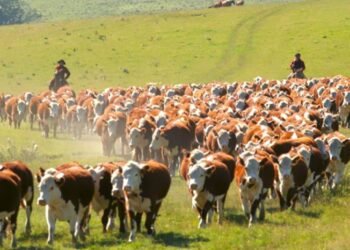 El Gobierno impulsará una trazabilidad obligatoria para la ganadería en un importante avance.