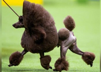 Sage, el caniche miniatura que triunfó en un reconocido certamen canino en Estados Unidos.