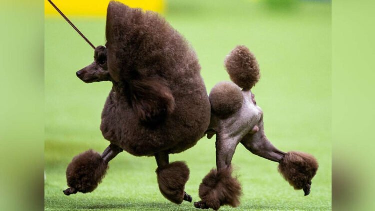 Sage, el caniche miniatura que triunfó en un reconocido certamen canino en Estados Unidos.