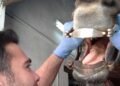 Experto en odontología equina mejora la vida de 10.000 caballos y se declara un ferviente fanático