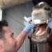 Experto en odontología equina mejora la vida de 10.000 caballos y se declara un ferviente fanático