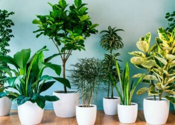 Descubrí cómo mejorar la calidad del aire en tu hogar con plantas de interior.