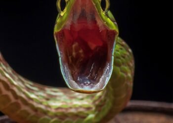 Cómo evitar los olores en tu casa que podrían atraer serpientes venenosas