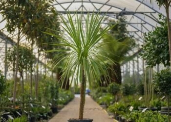 Descubre 10 plantas que purifican el aire y mantienen tu jardín libre de toxinas, químicos y metales