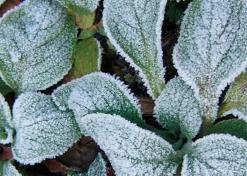 Consejos para proteger y cuidar nuestras plantas durante el frío y las heladas