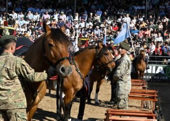 Criolla: Padrillo de raza se vende en un precio histórico de $120 millones en la Rural