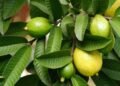 Descubre los increíbles beneficios para la salud de las hojas de guayaba