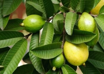 Descubre los increíbles beneficios para la salud de las hojas de guayaba