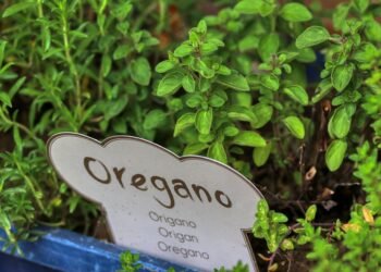 Una hierba beneficiosa para la producción de colágeno, fortalecimiento de las articulaciones y alivio del dolor de rodilla.