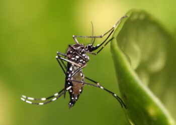 Prevención y control de dengue: capacitación para referentes en riesgo y protección civil
