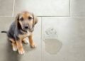 Técnicas efectivas para evitar que tu perro orine dentro de casa.