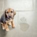 Técnicas efectivas para evitar que tu perro orine dentro de casa.