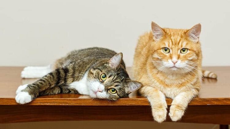 Nuevo estudio revela los destinos frecuentes de los gatos cuando salen de casa.